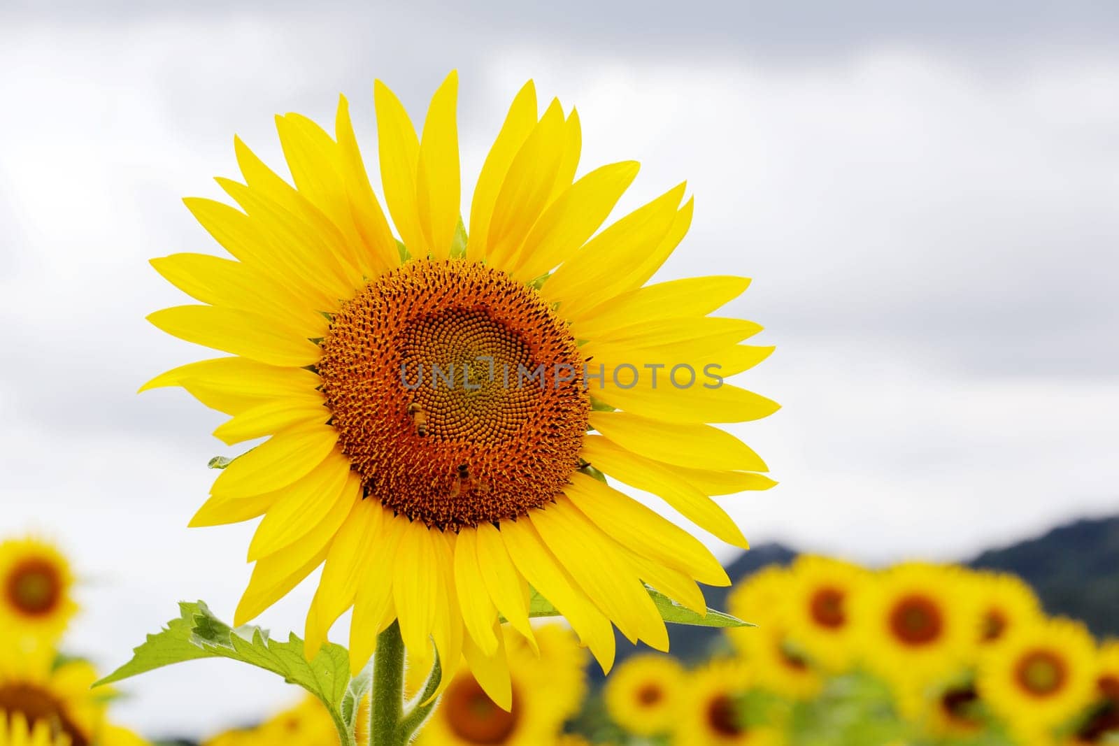 Sunflowers blooming in farm with sky