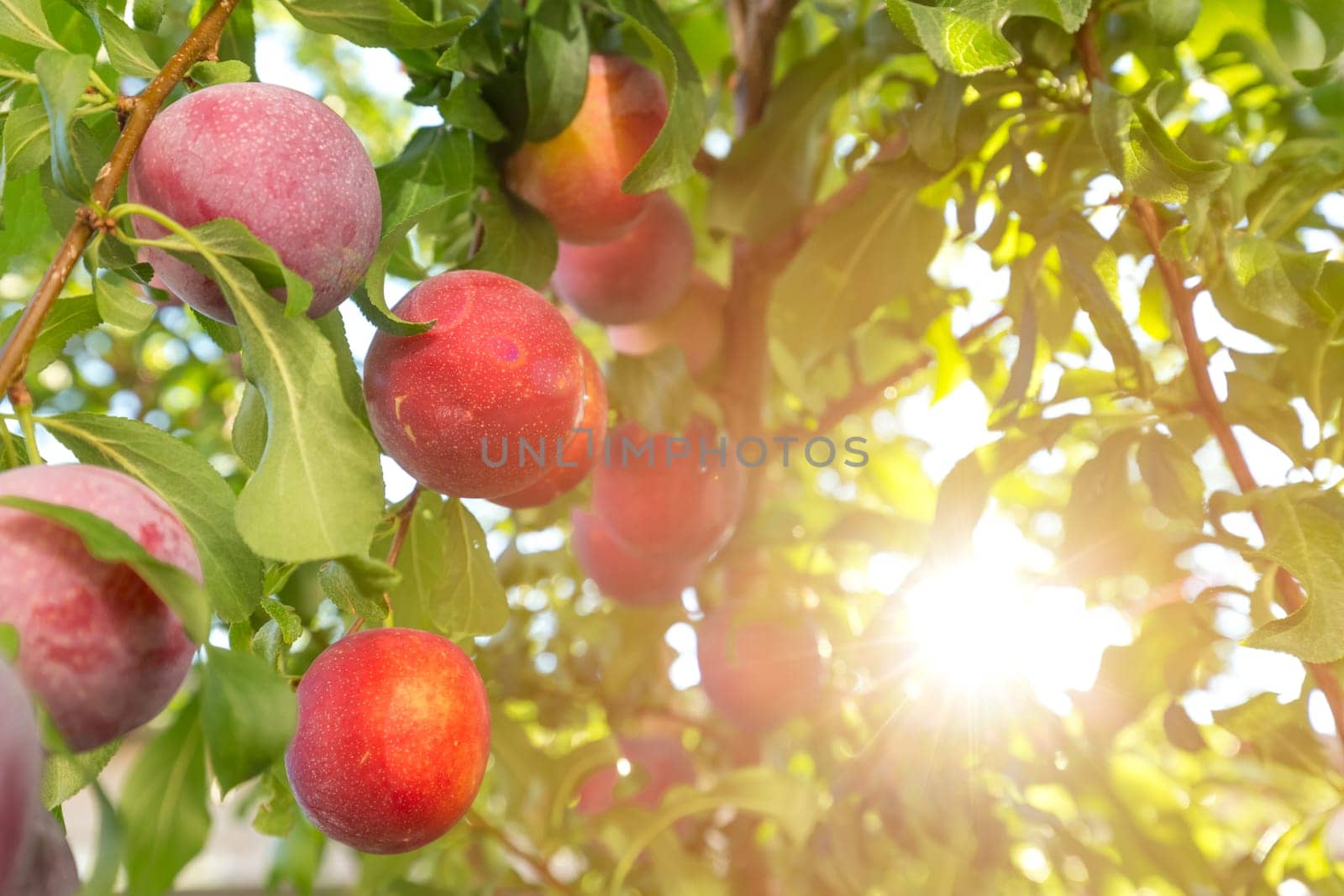 Plum tree with fruits