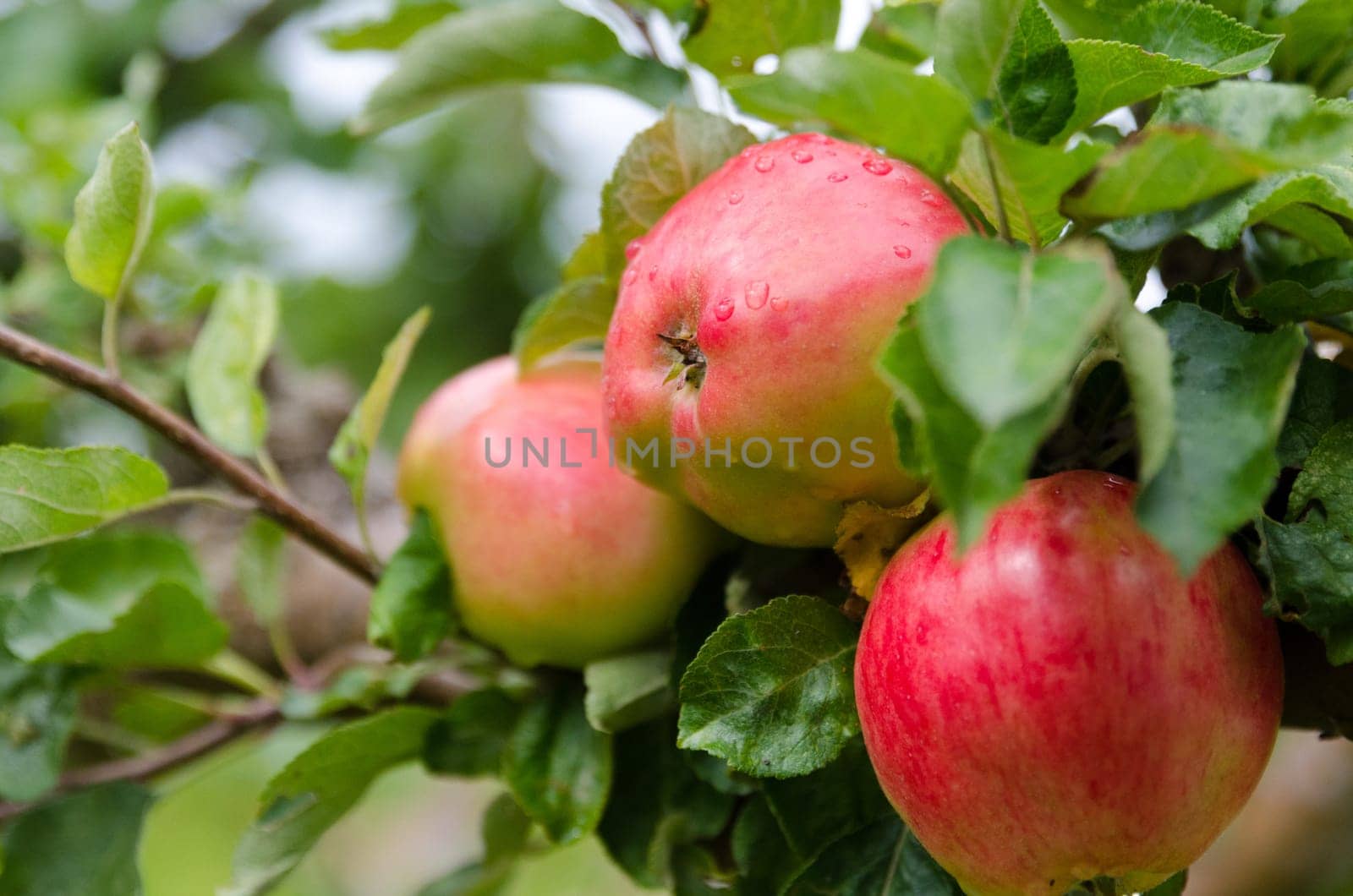 one apple three with fresh apple with som raindrops