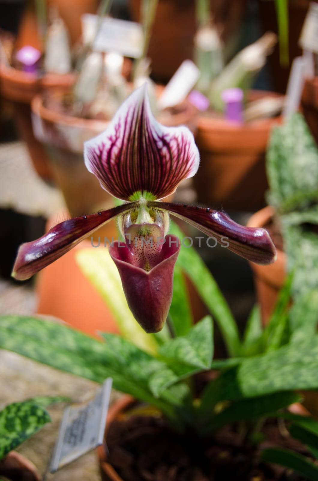Dark purple flower from the family orchid