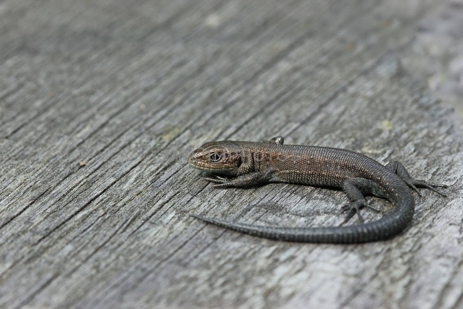 Newborn forest lizard (Zootoca vivipara) on a wooden plank path