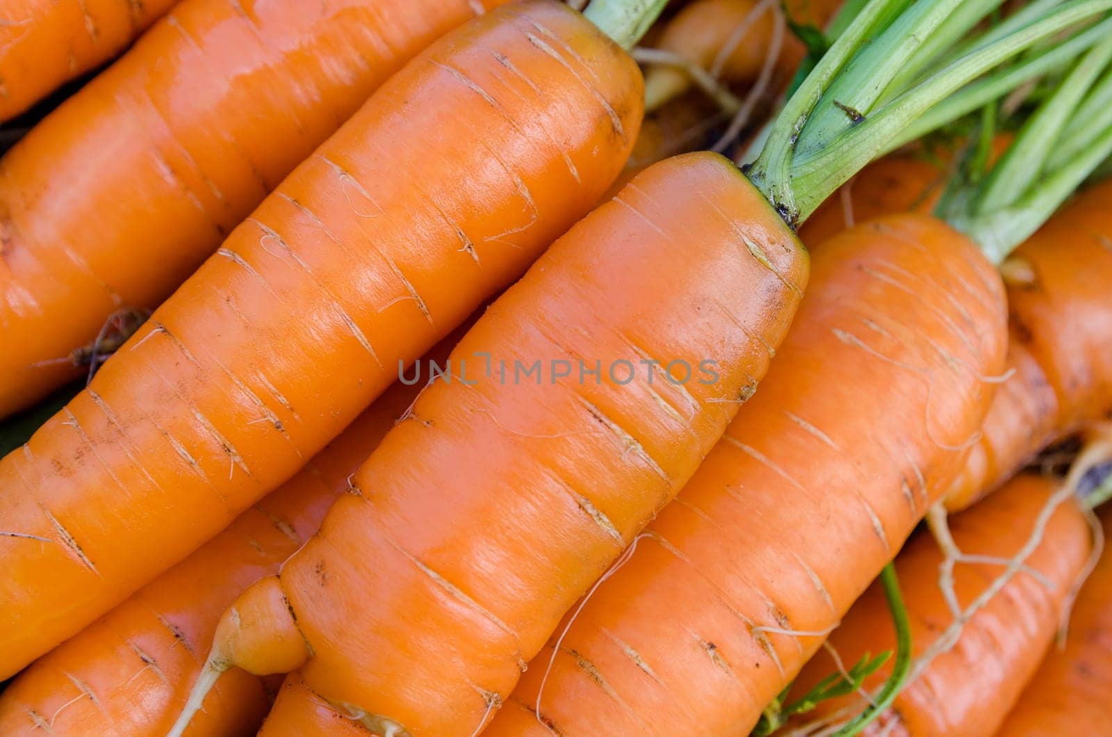 Carrot harvest vegetables in the garden in the hands