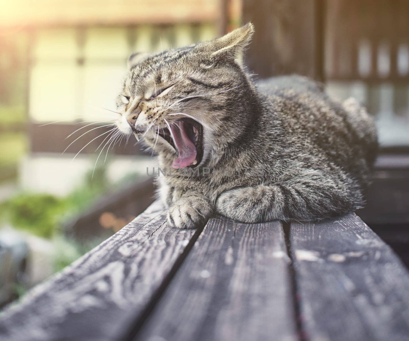 adorable cat meowing outdoors on wood