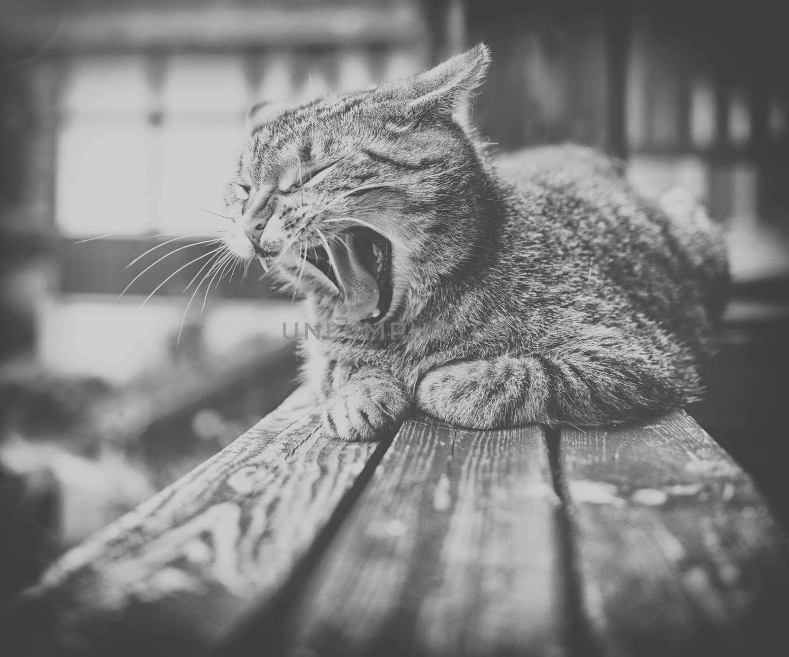 adorable cat meowing outdoors on wood.black and white
