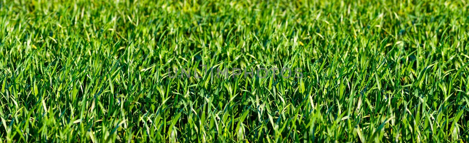 Panoramic collage of fresh green grass in summer