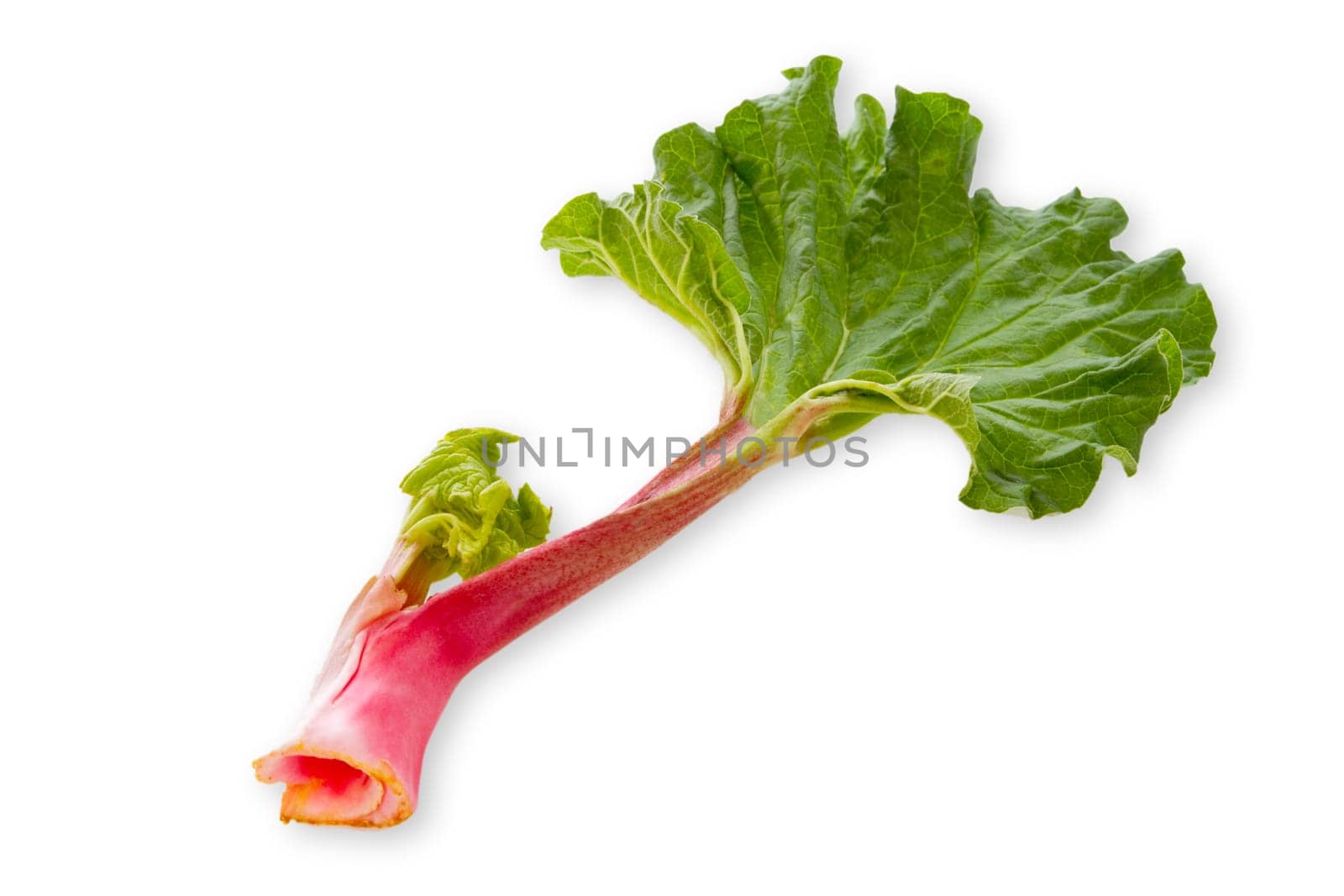 Fresh rhubarb stem on a light background