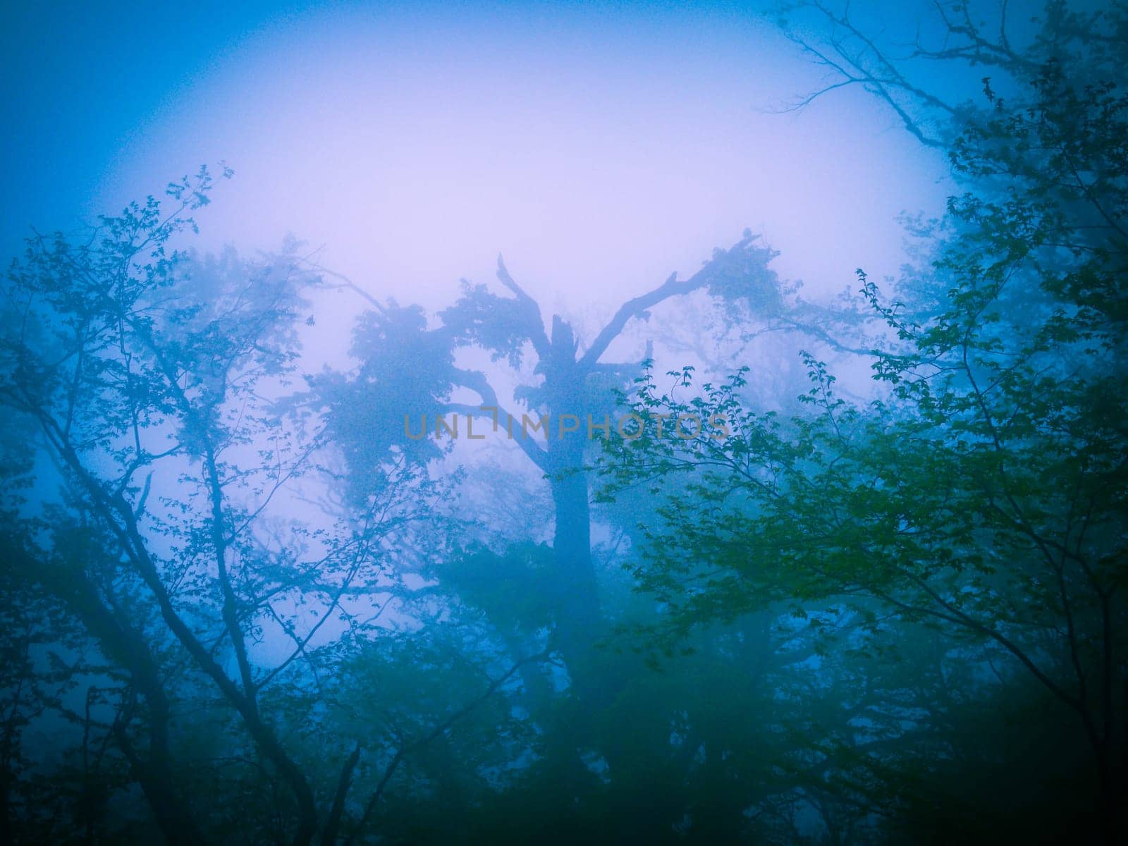 Mysterious blue forest in fog in halloween stile