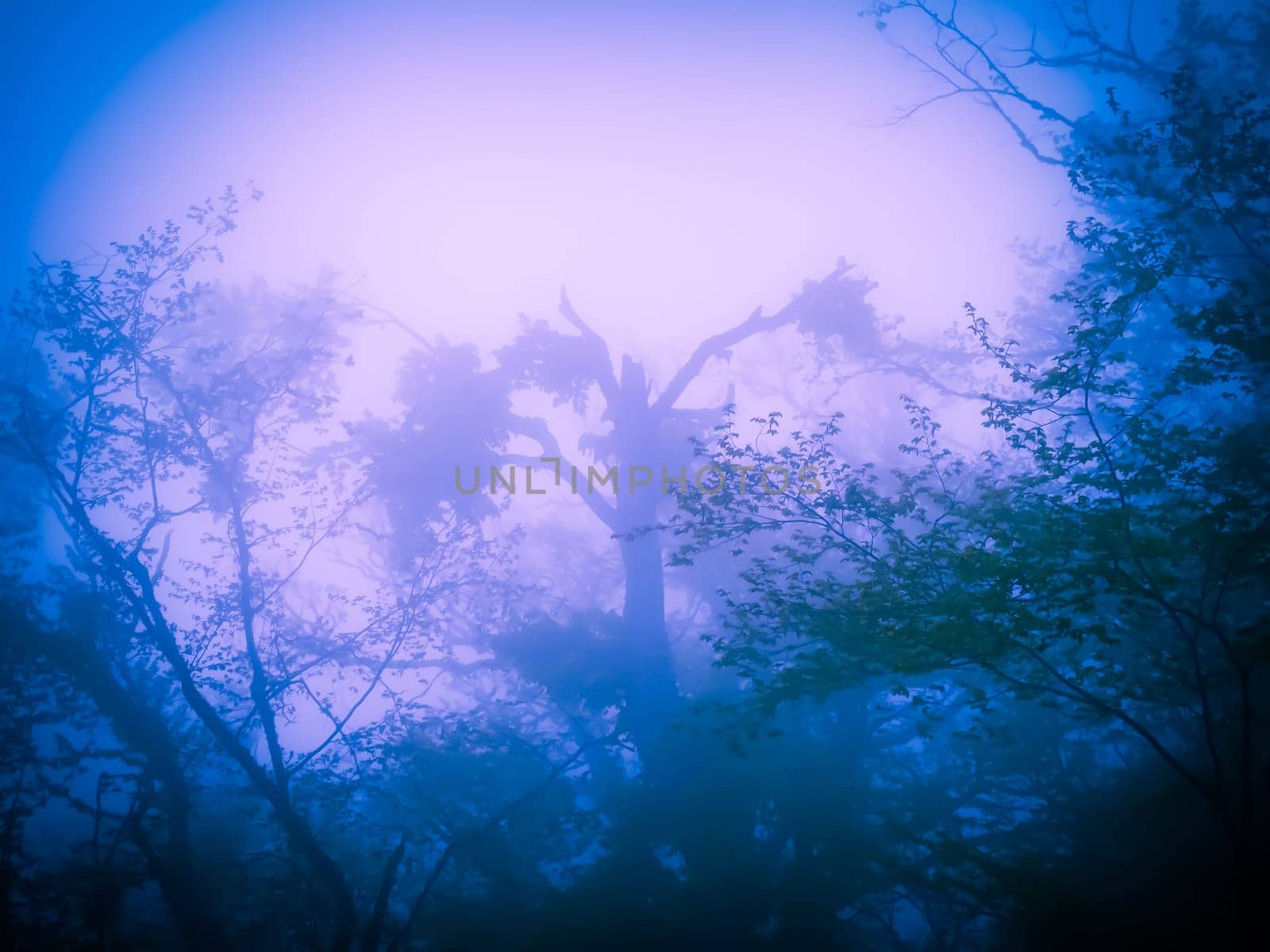 Mysterious blue forest in fog in halloween stile