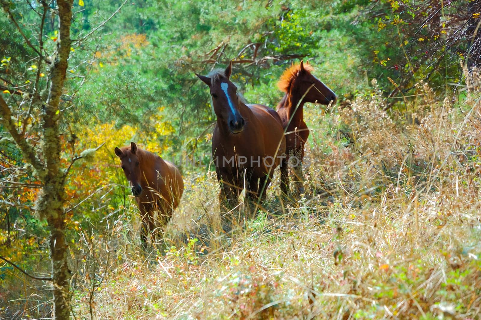 Wild horses in meadow. Mountains in Crimea at the sunny summer day.