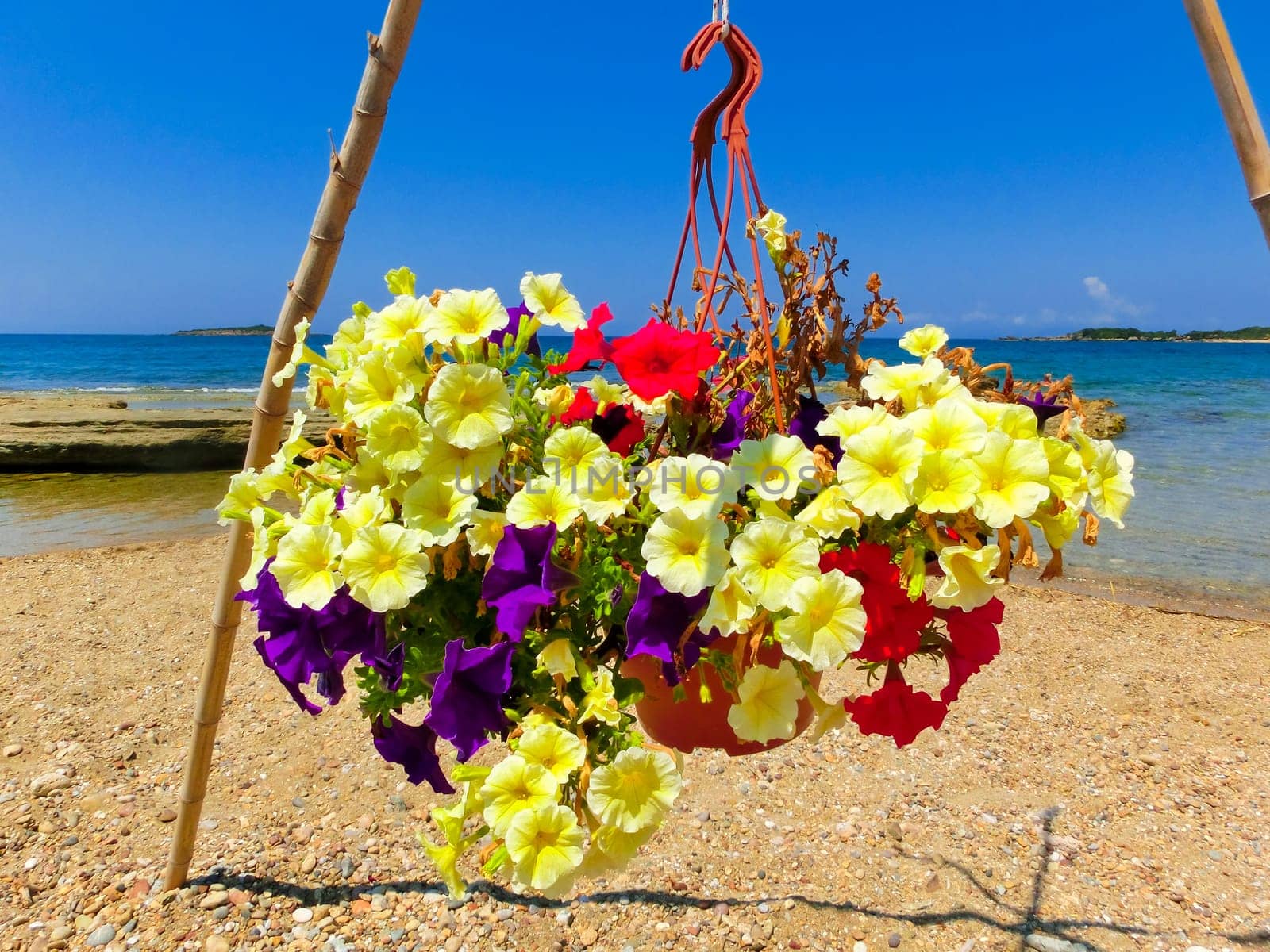 Sunny sand beach with beautiful flowers in Greece