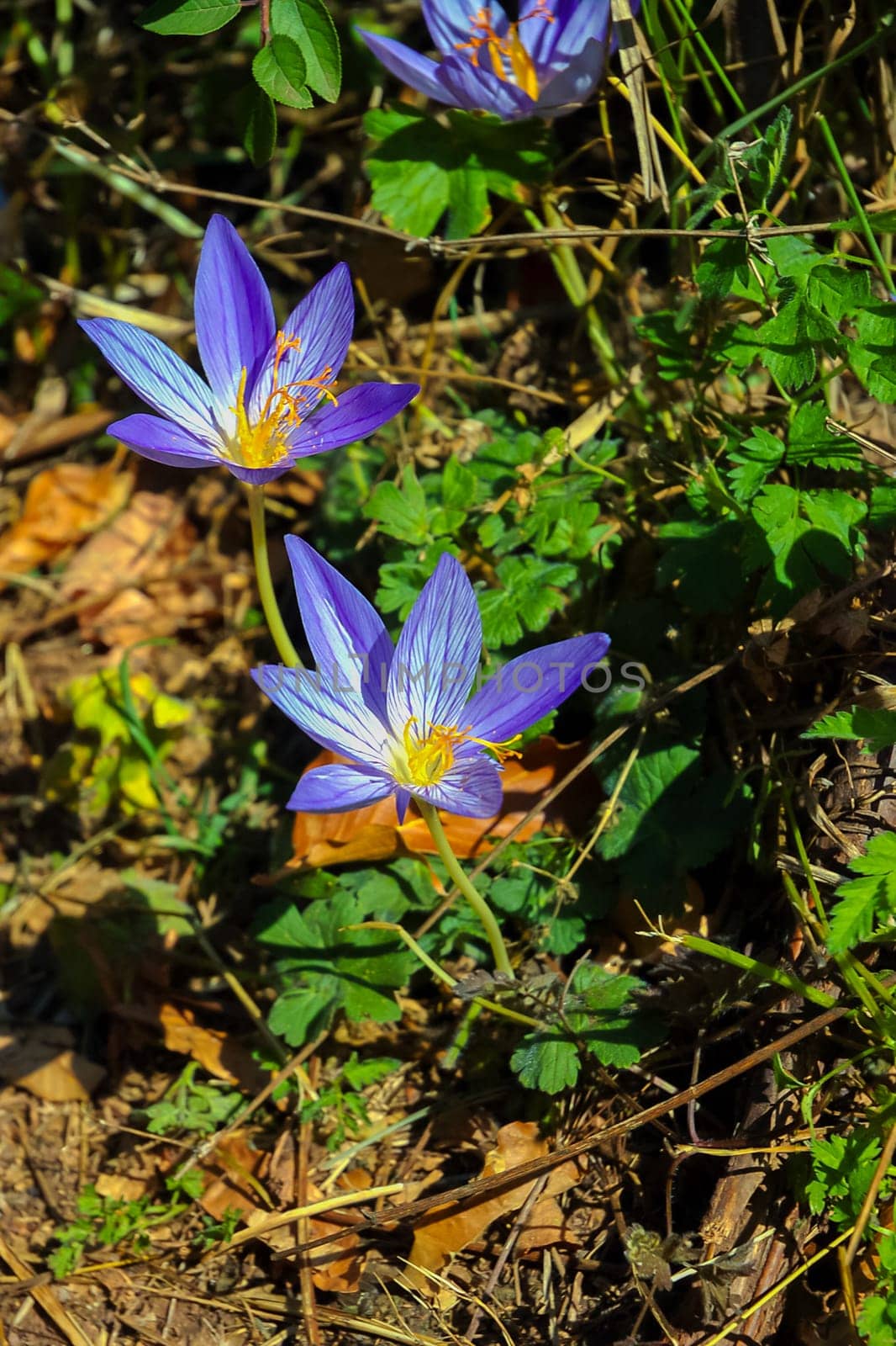 Crocus flowers on a mountain meadow in Crimea at the sunny summer day.