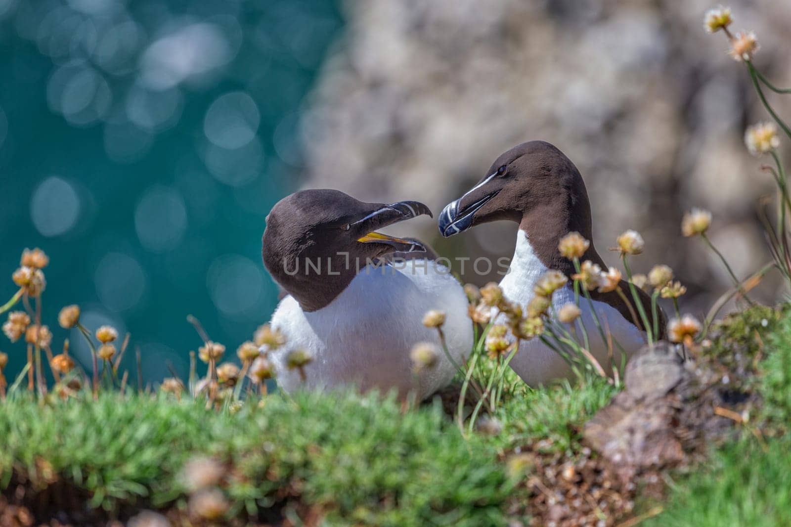 Seabirds