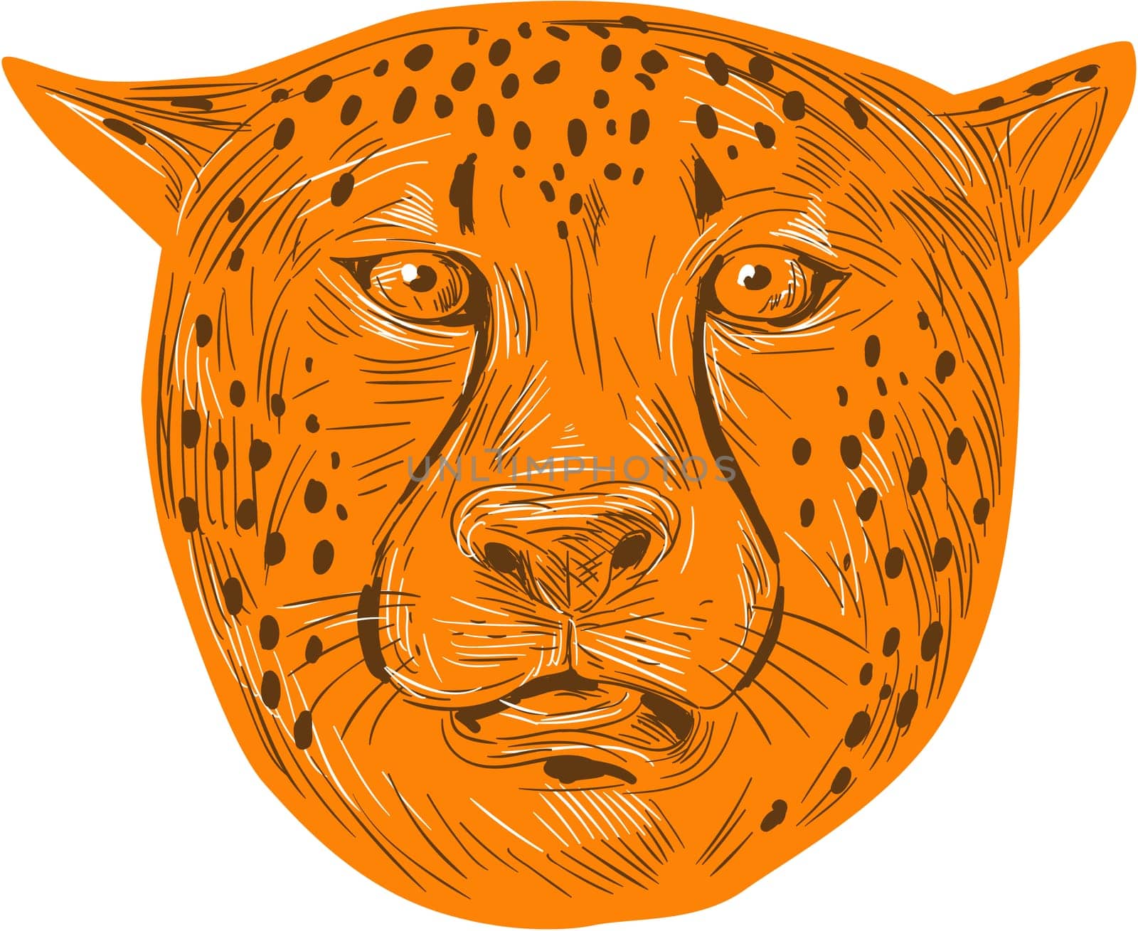 Drawing sketch style illustration of a cheetah head facing front set on isolated white background.