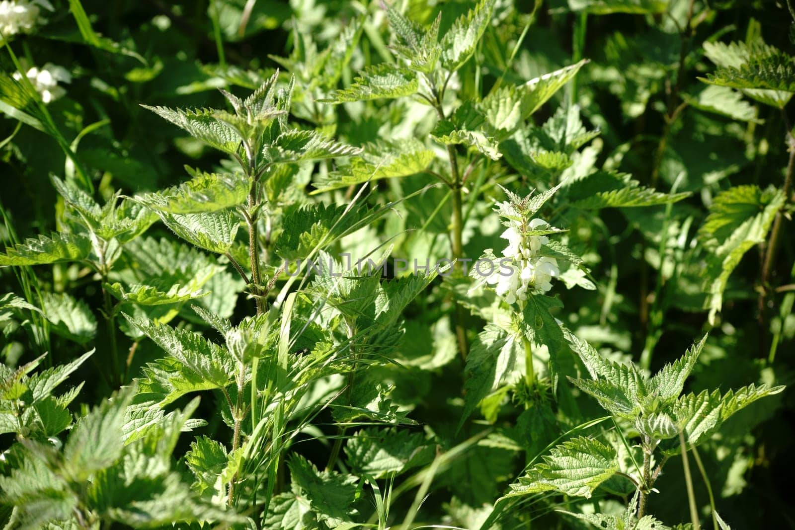 The close-up of wild nettles.