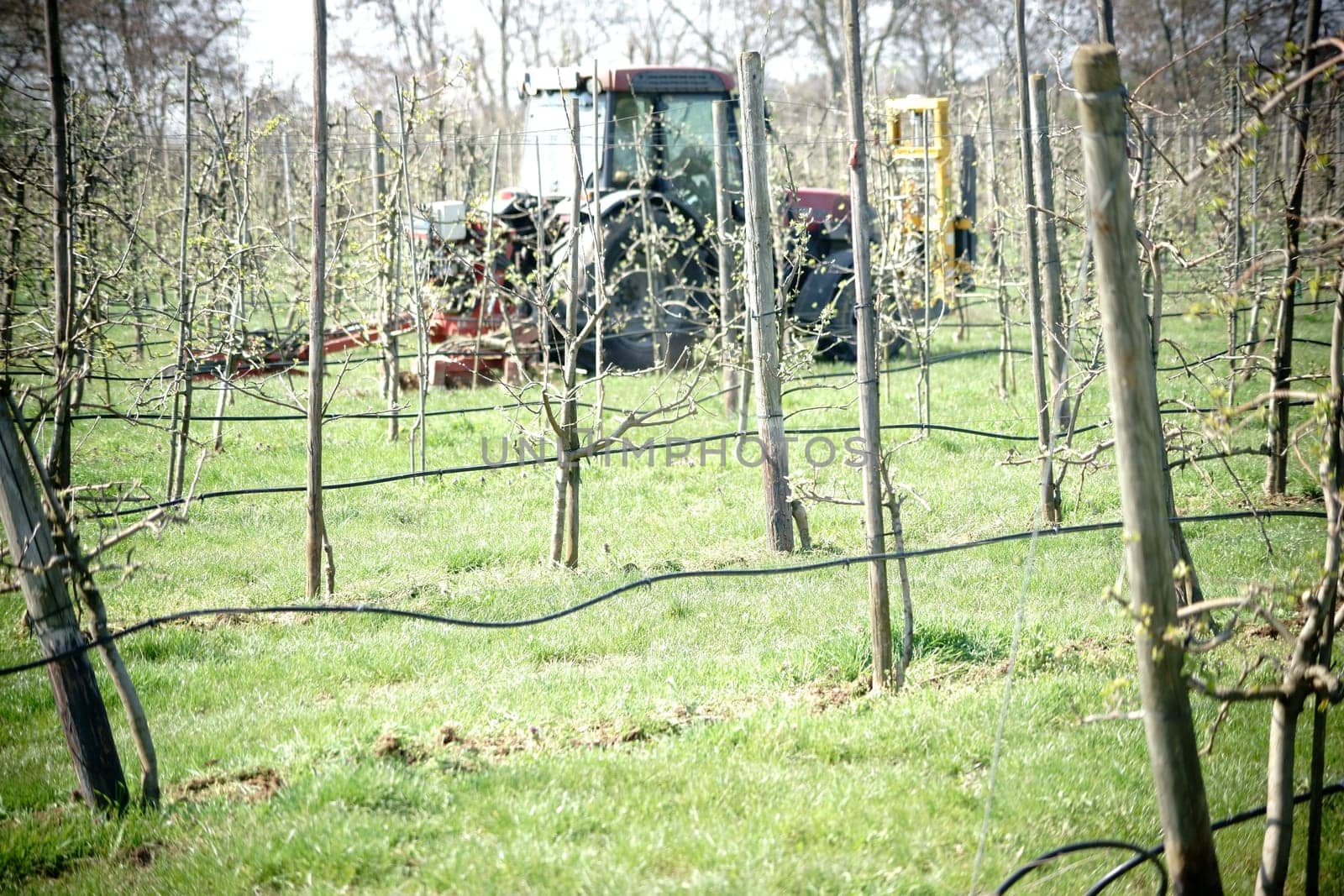 A tractor with a plough ploughs between the shrubs of an apple tree plantation.