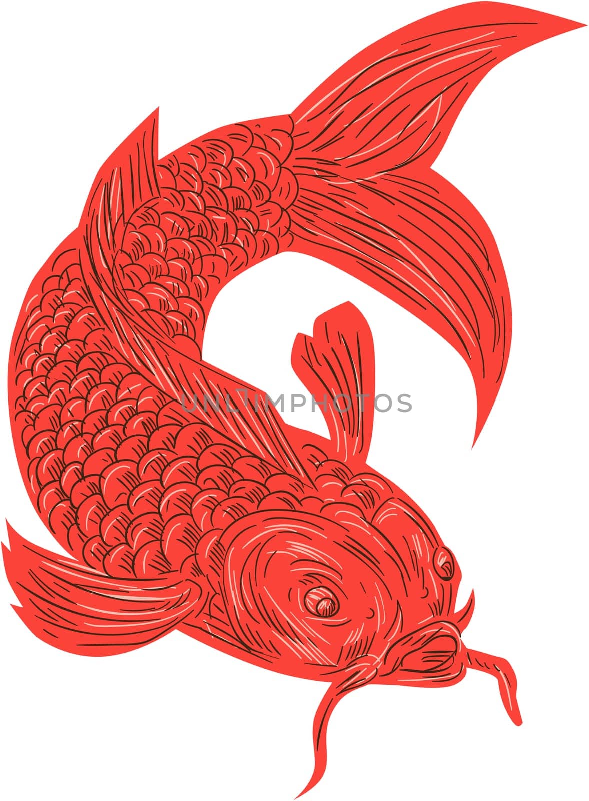 Drawing sketch style illustration of a red koi nishikigoi trout fish set on isolated white background.