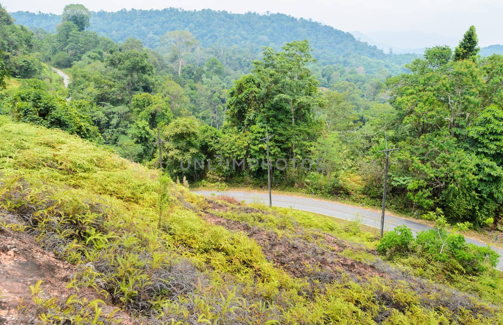 Green tropical mountain view with roadway