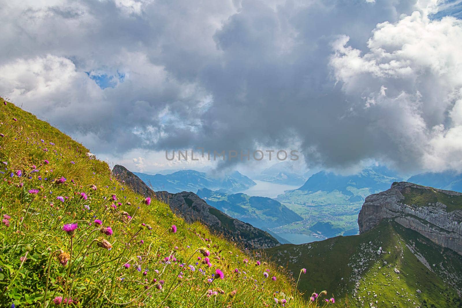 alpine flower meadow in front of the weather front