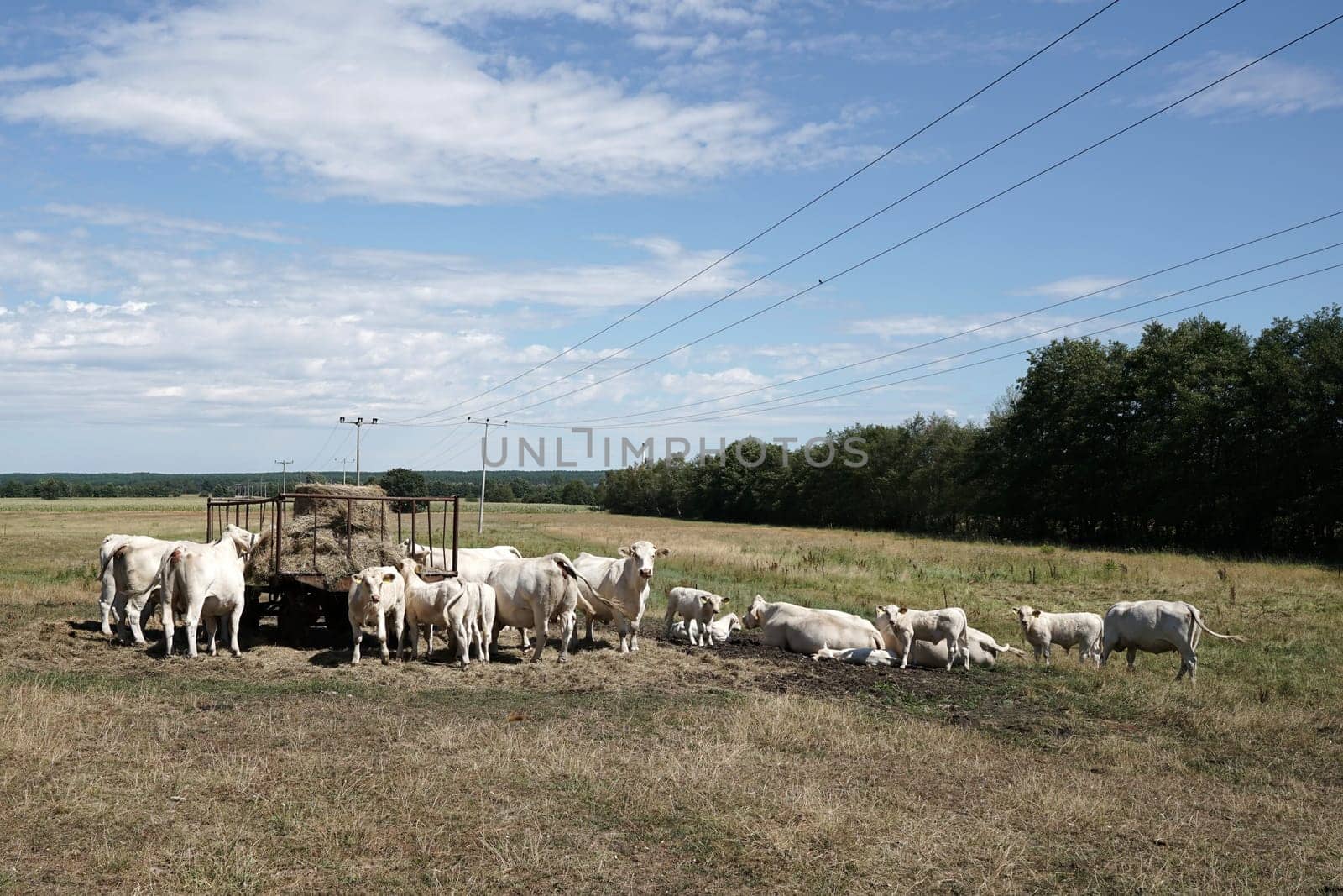 Cows on a pasture in summer