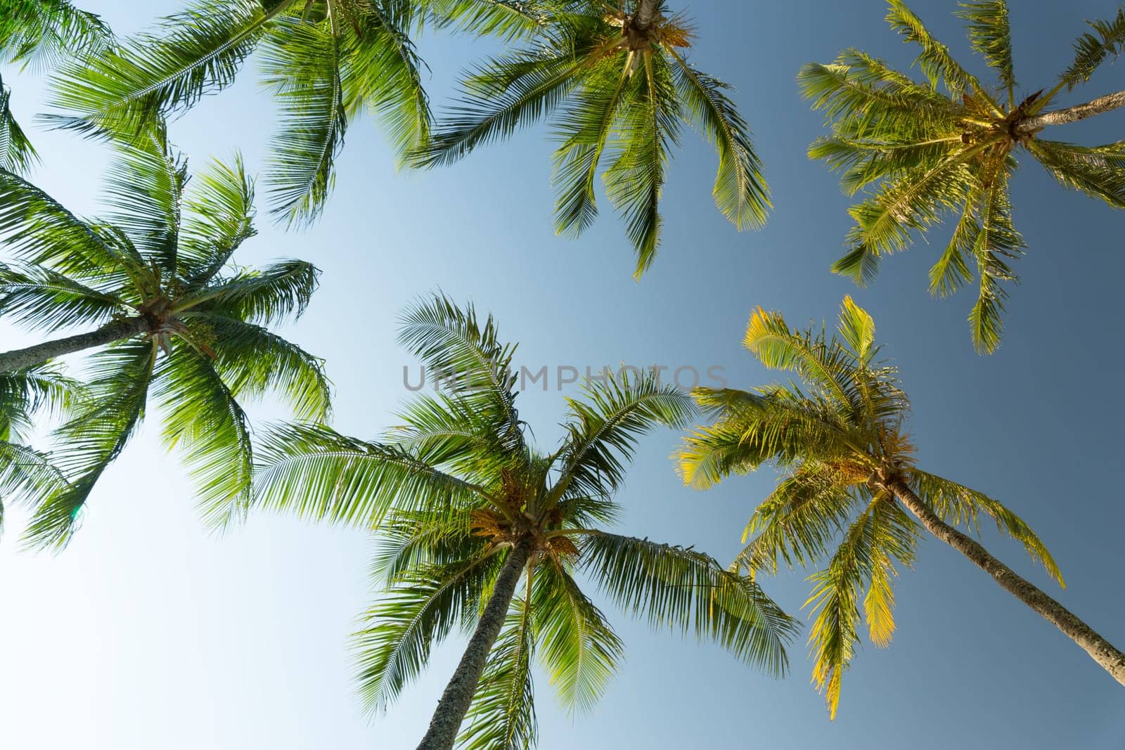 Palm trees against sunny tropical sky