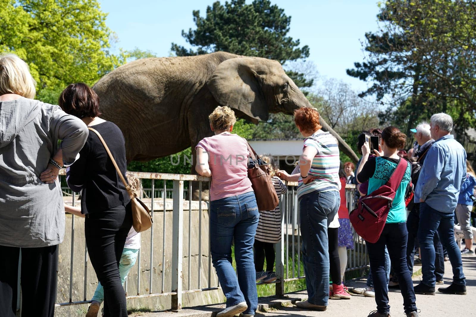 Visitors to the elephants at Magdeburg Zoo
