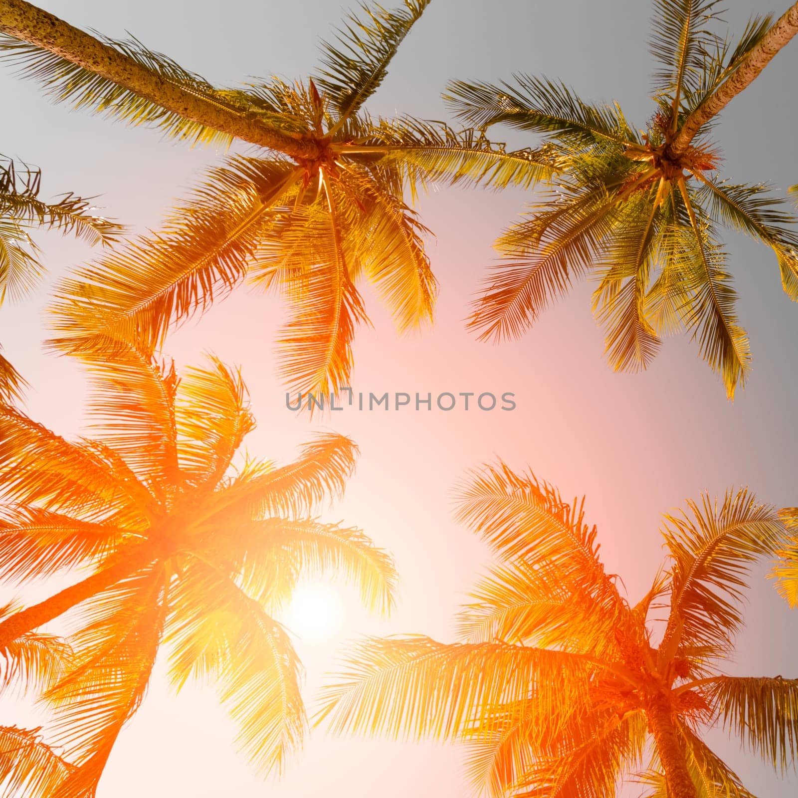 Tropical sunset