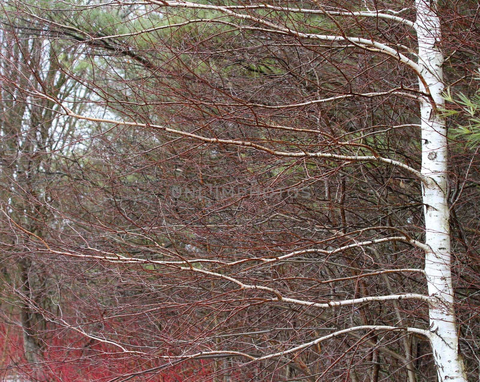Leafless white birch tree in springtime