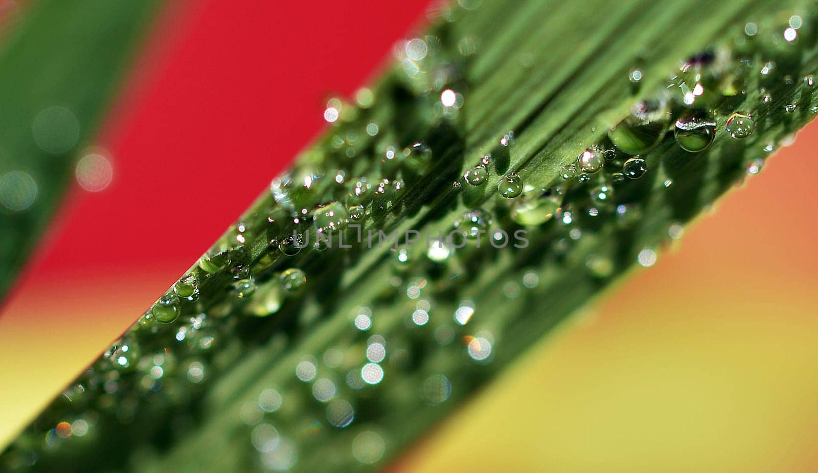Water pearls on plant leaf