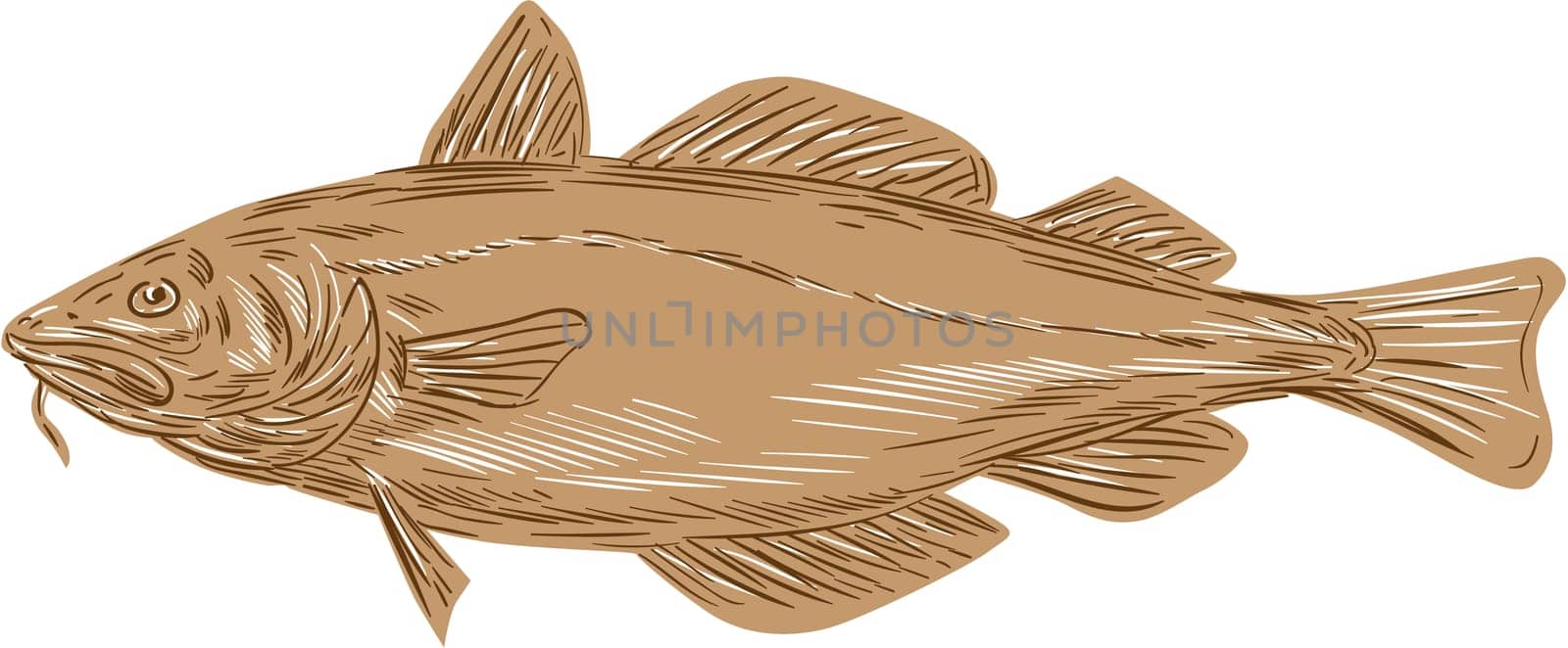 Drawing sketch style illustration of an Atlantic cod, or Gadus morhua, a benthopelagic fish of the family Gadidae, also commercially known as cod or codling viewed from the side set on isolated white background.