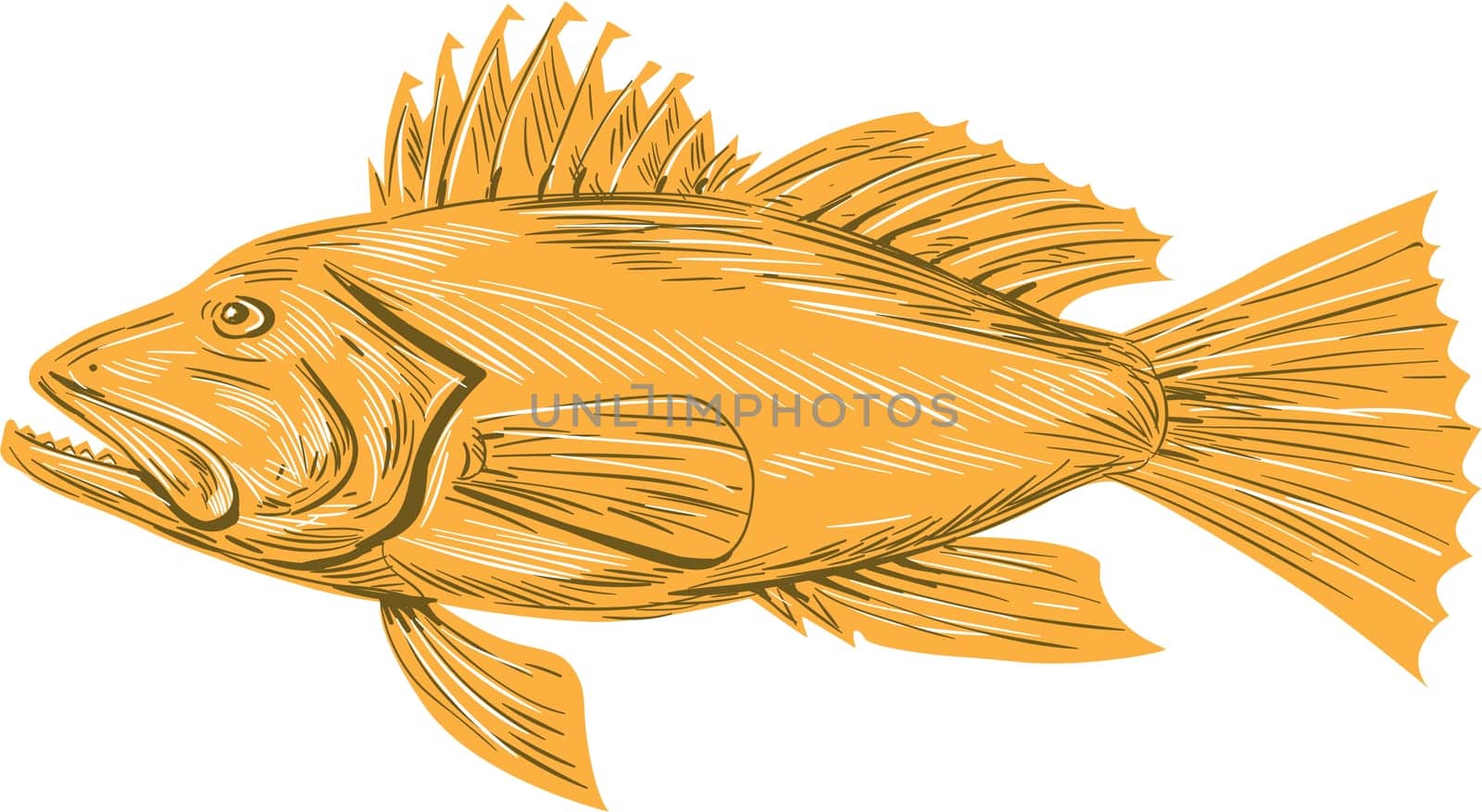 Drawing sketch style illustration of a Black sea bass or Centropristis striata, an exclusively marine grouper viewed from the side set on isolated white background.