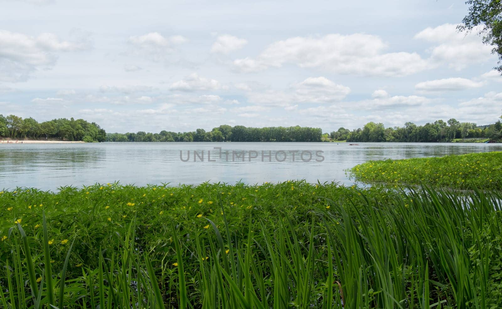 a pond with grass in the foreground