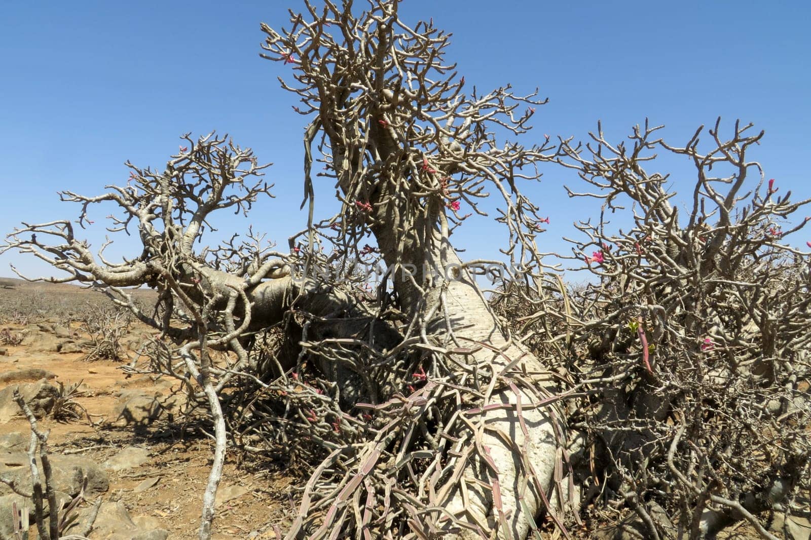 Desert rose - Adenium obesum