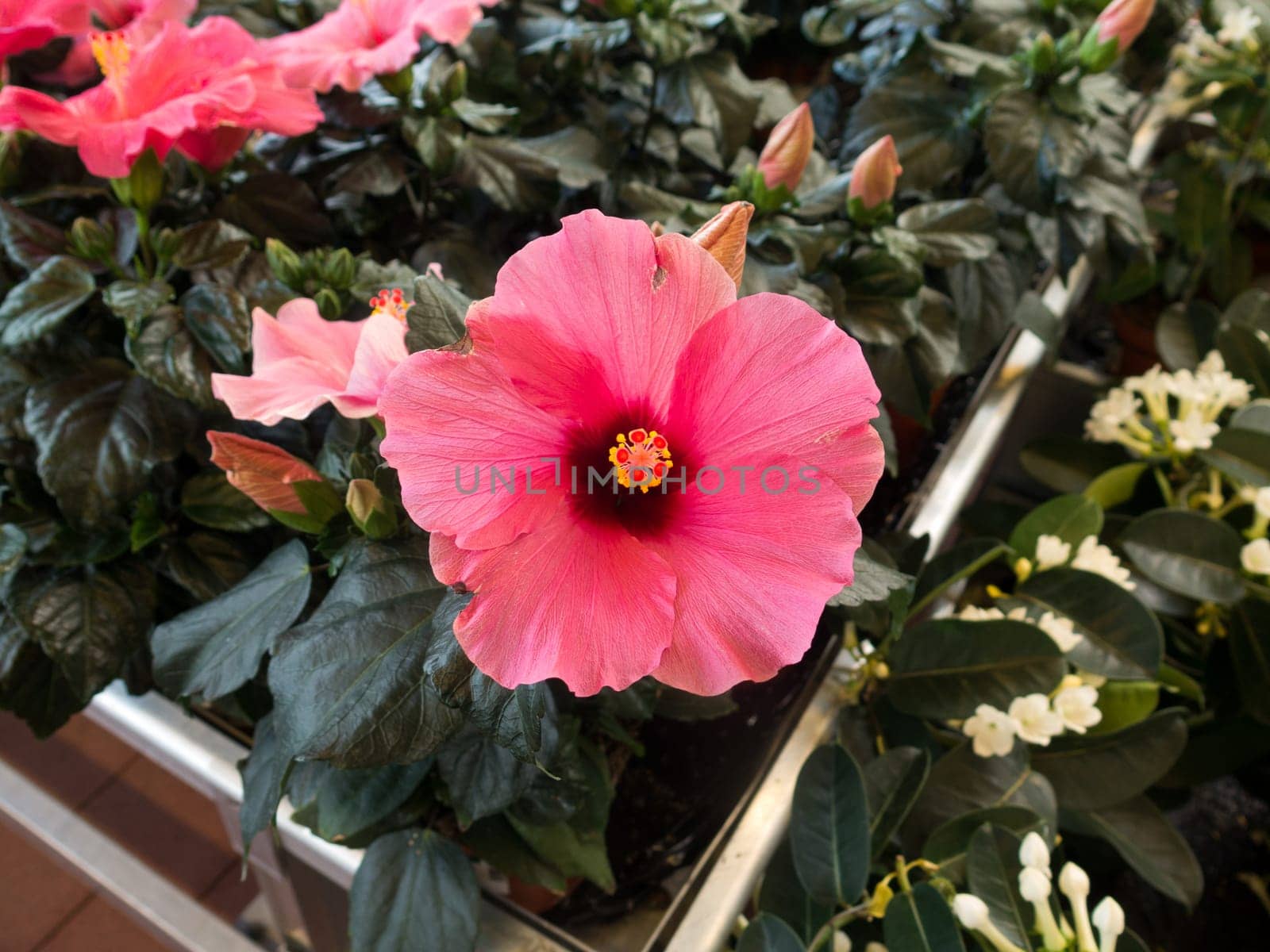 one beutiful flower from the family Hibiscus this is red