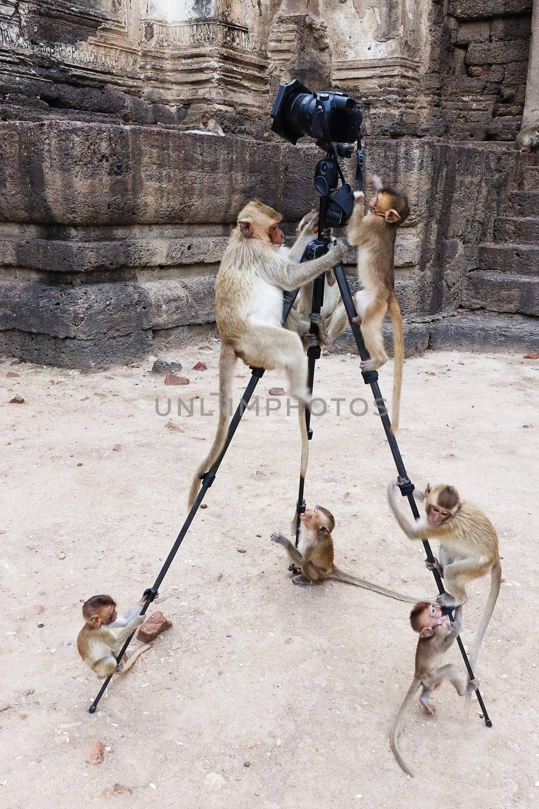 Funny photography with climbing monkeys on the tripod
