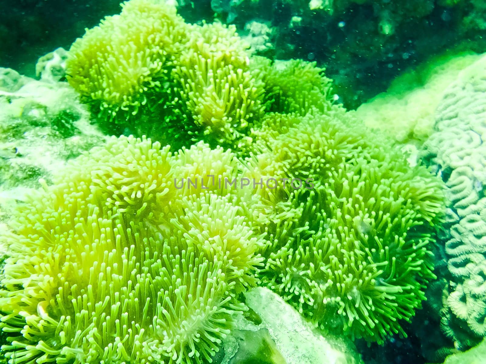The green coral reef in tropical sea, underwater.