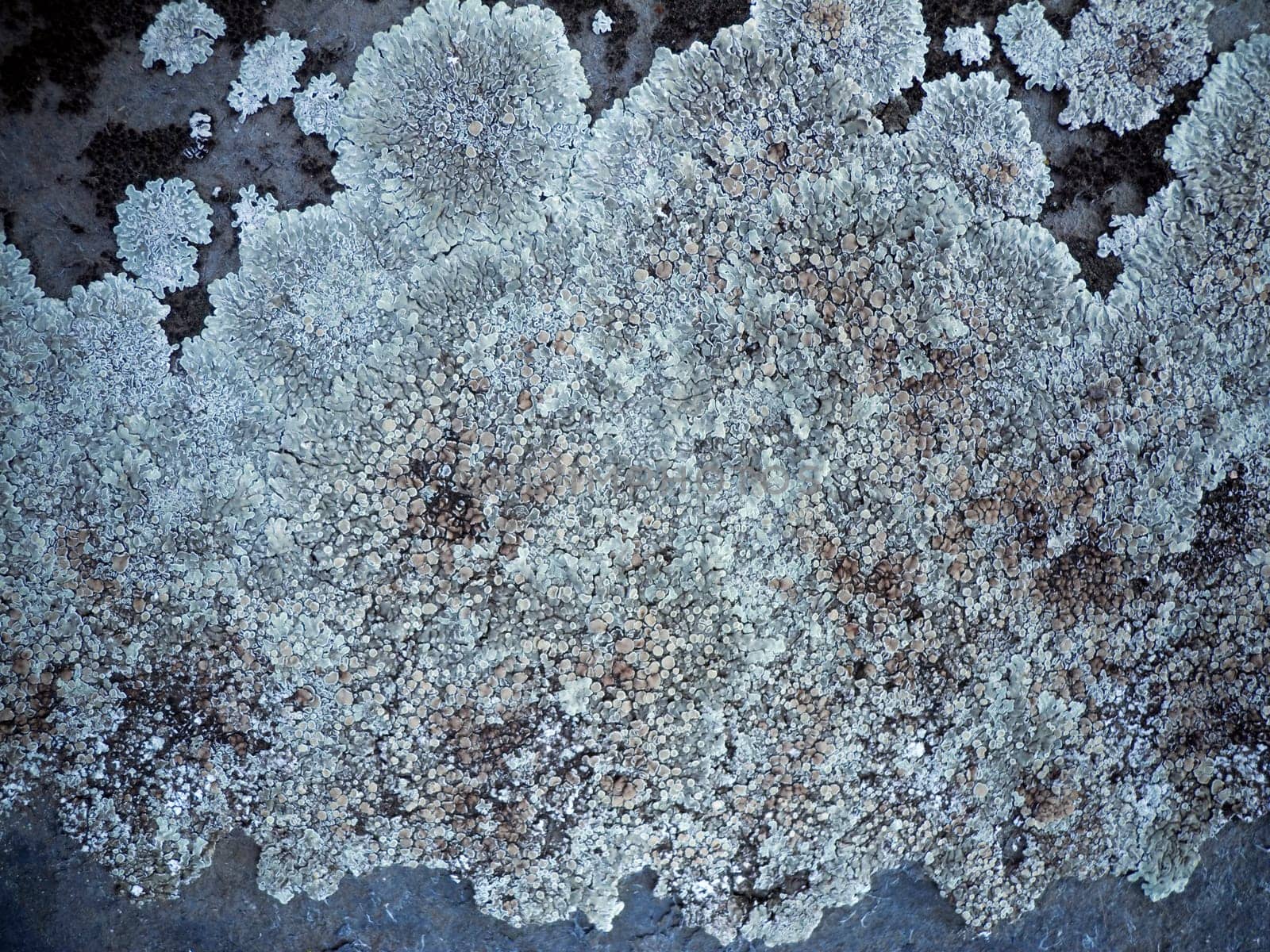 Wallpaper with fencing on stony ground