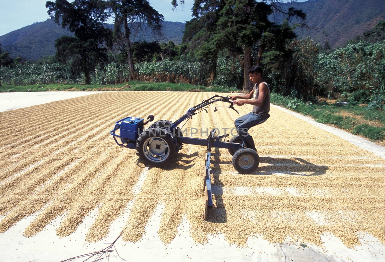a coffee plantation neat the city of Antigua in Guatemala in central America.
