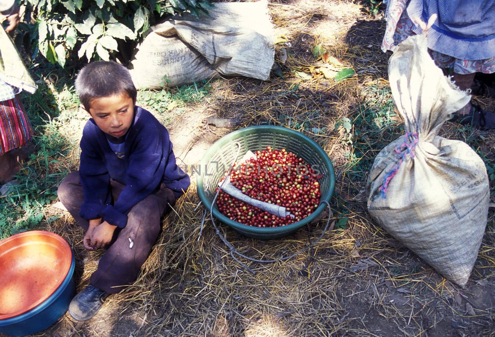 a coffee plantation neat the city of Antigua in Guatemala in central America.