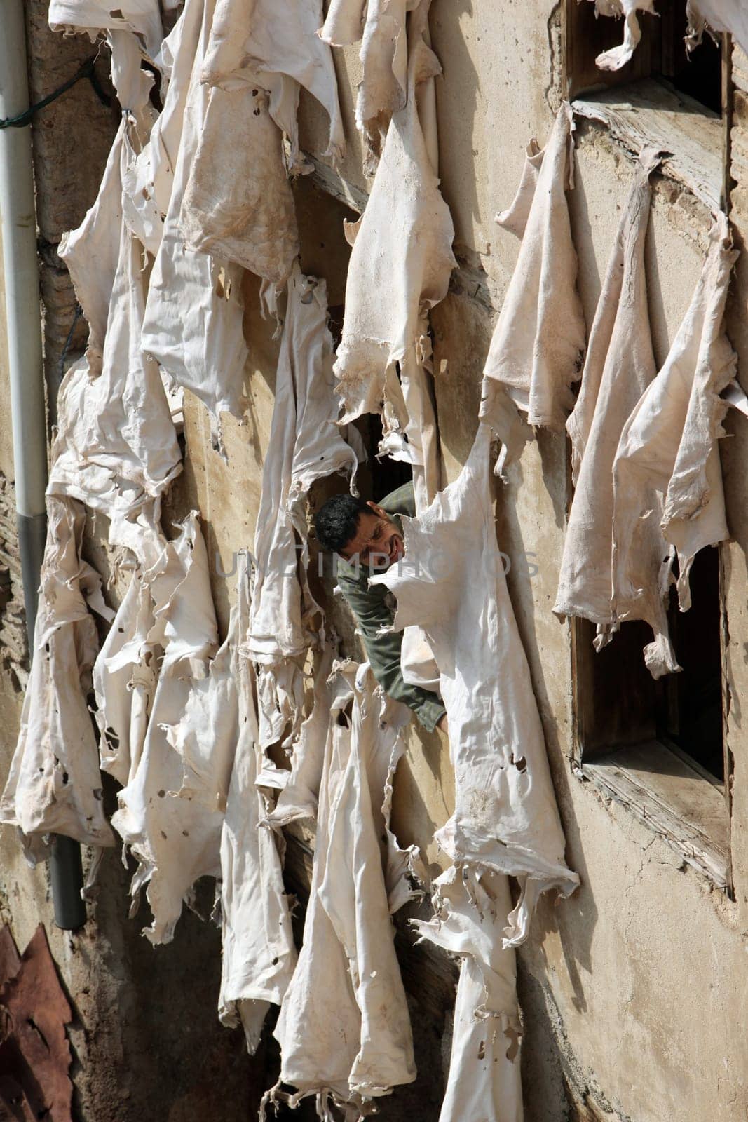 The Leather production in the old City in the historical Town of Fes in Morocco in north Africa.