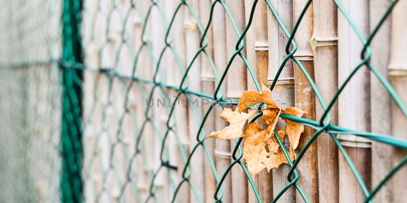 Welkes Leaf on the Fence
