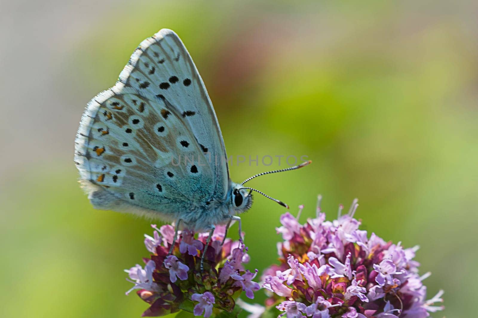 Silver-green blue