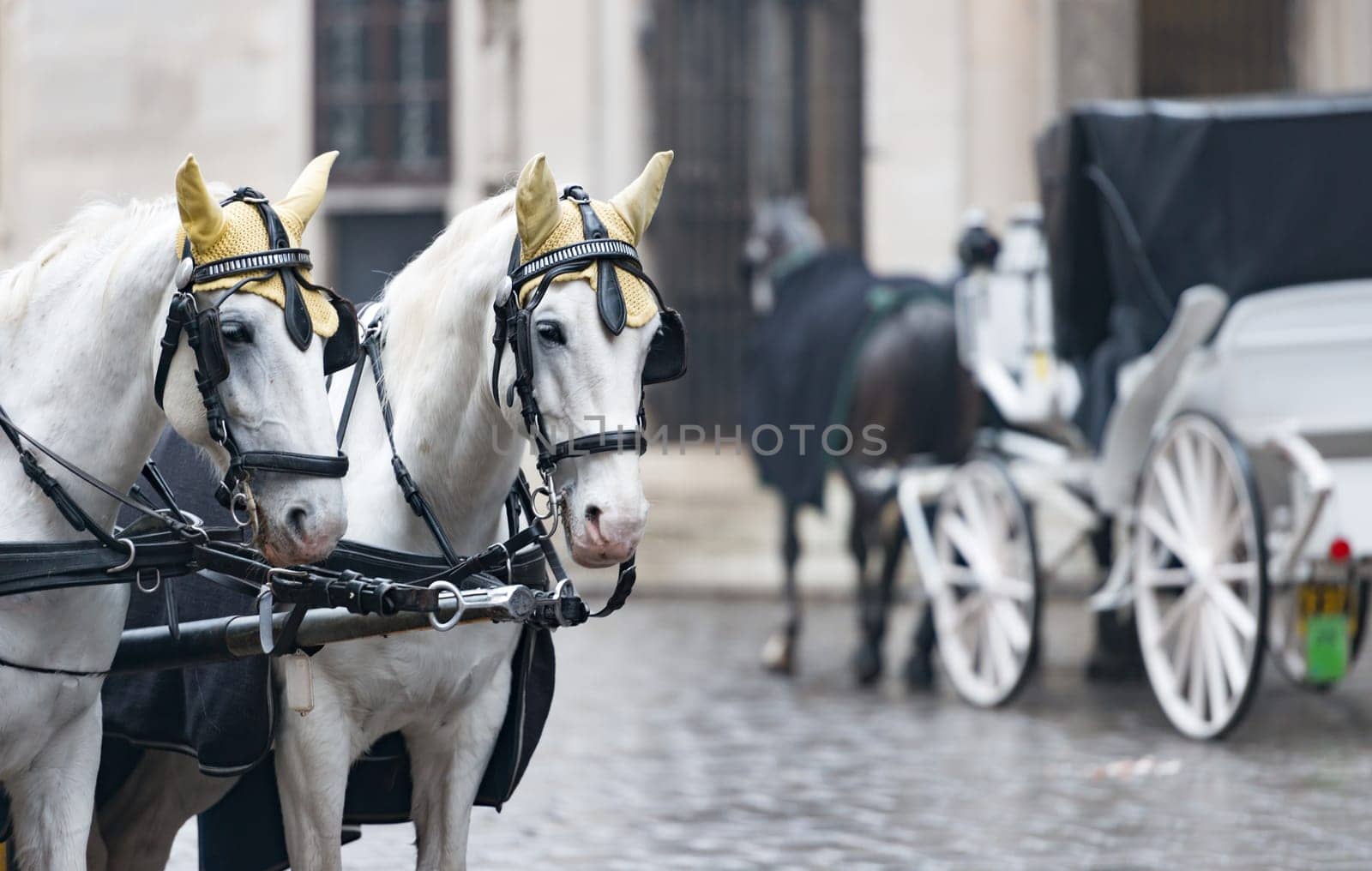 Pair of white horses and retro carriage on stefansplatz in Vienna, Austria. Europe travel.