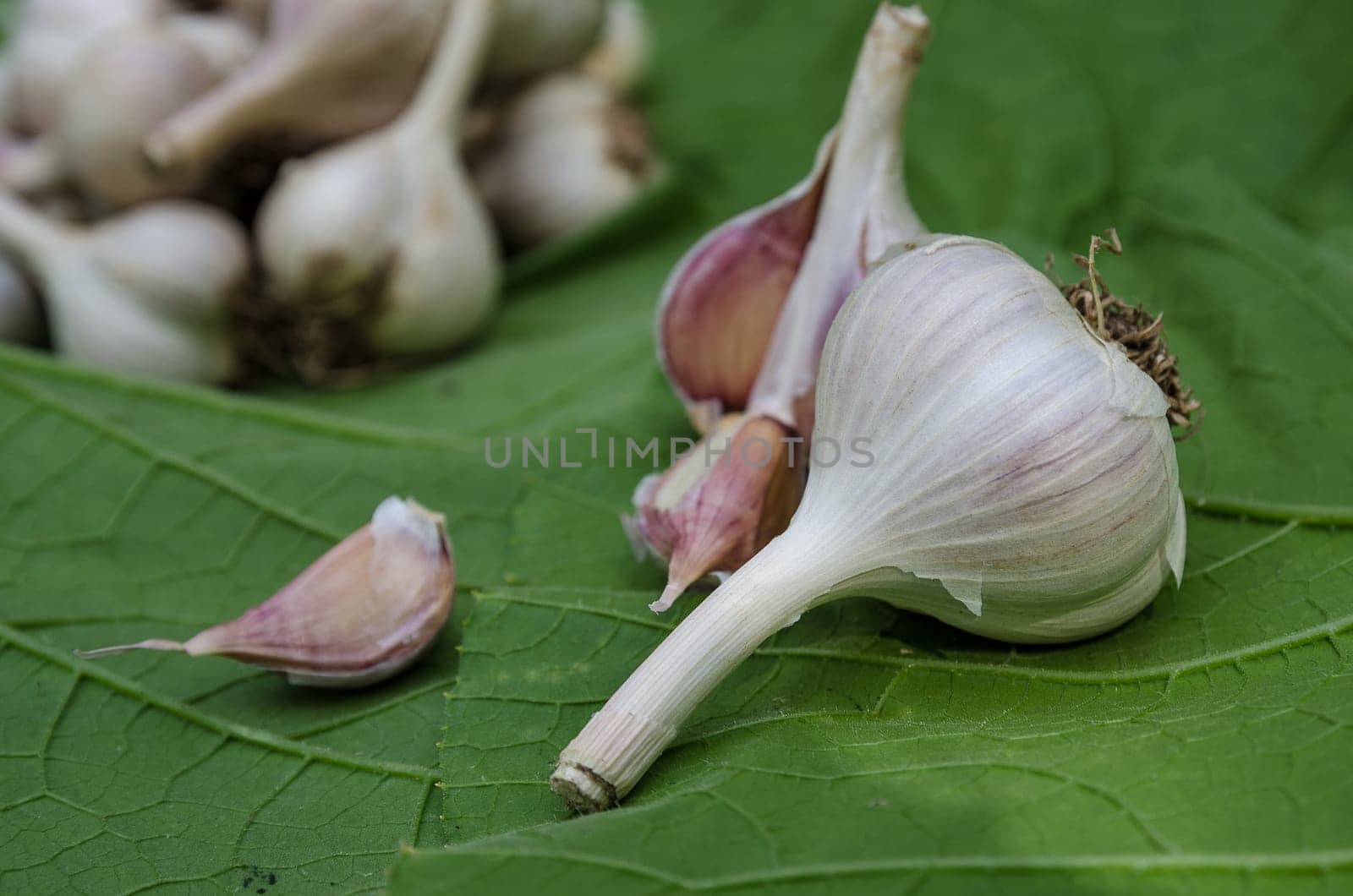 Harvest garlic in late summer in the garden