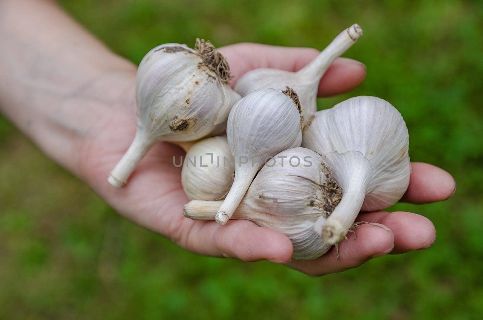 Harvest garlic in late summer in the garden