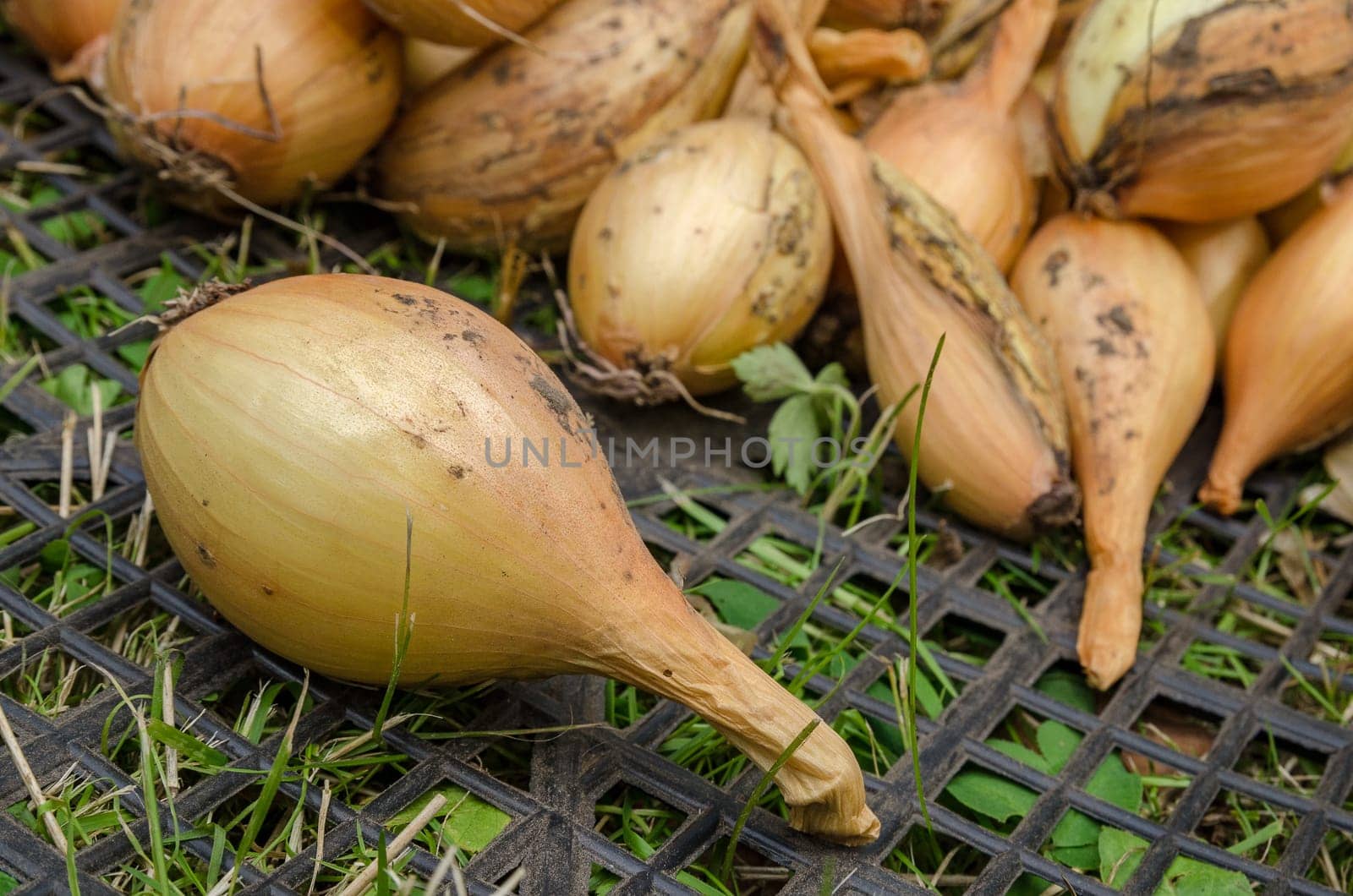 Large crop of onions in the late summer closeup outdoors