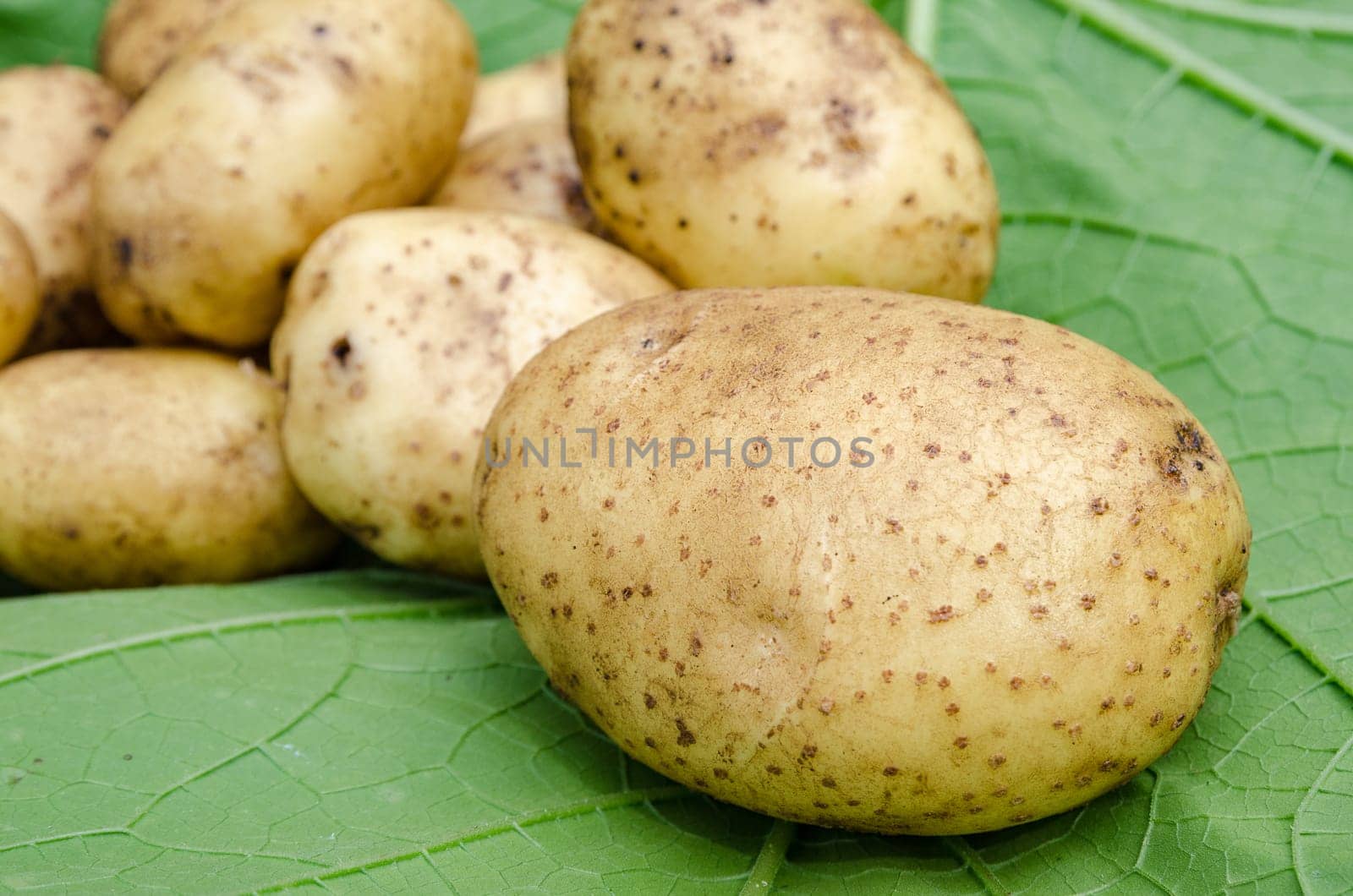 Potato crop large tubers for salad leaf closeup