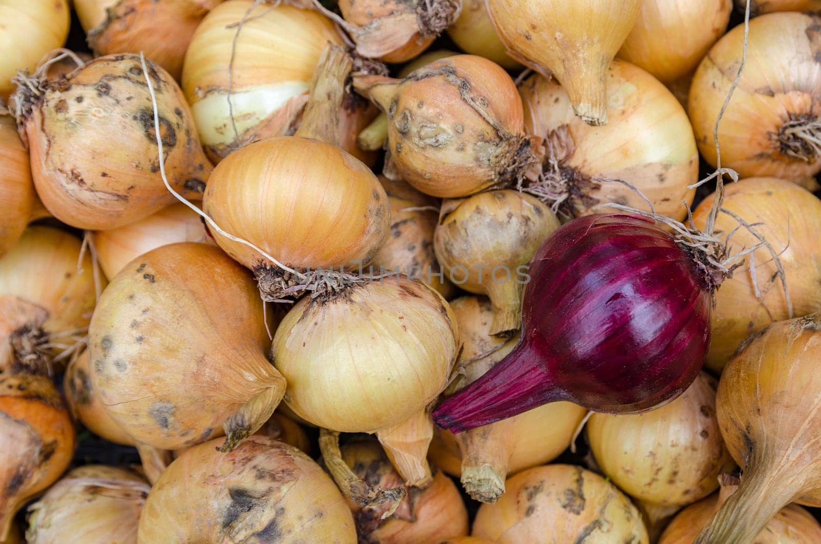 Large crop of onions in the late summer closeup outdoors