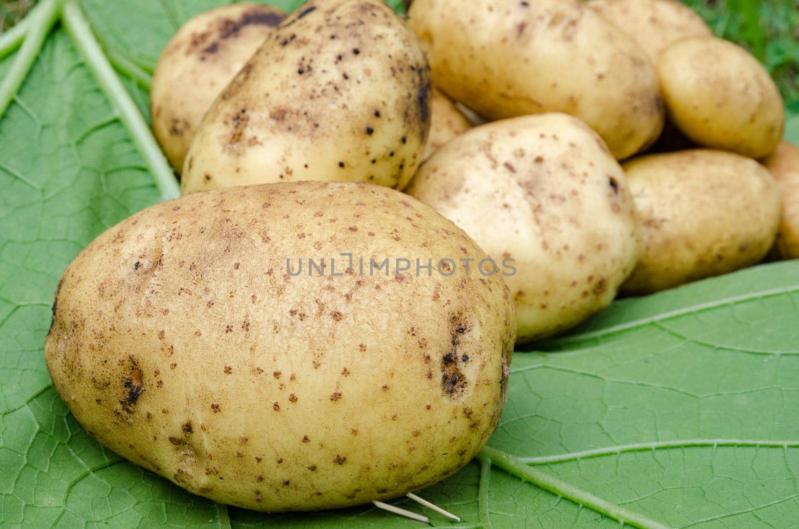 Potato crop large tubers for salad leaf closeup