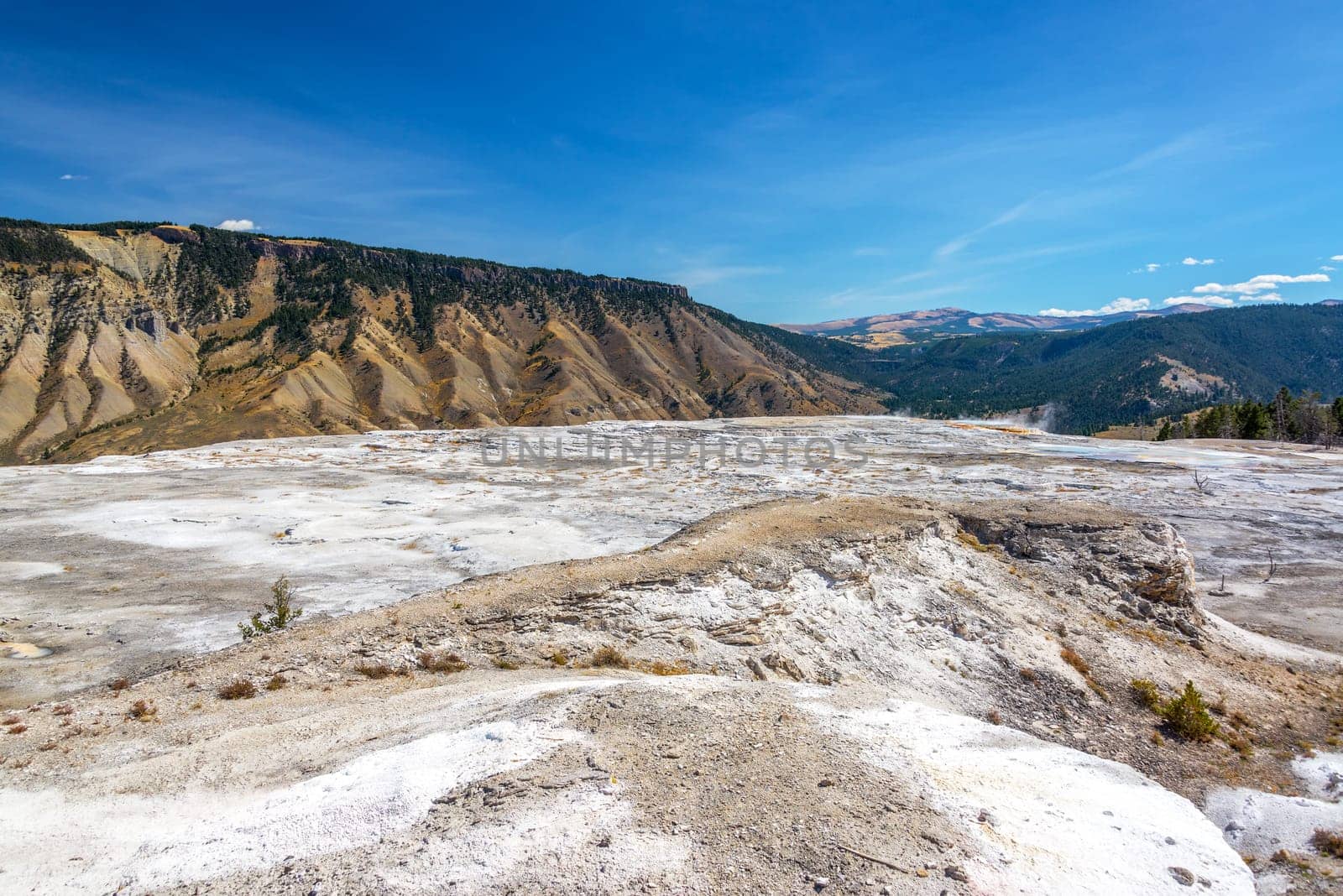 Barren wasteland with lush forested hills in the background in Yellowstone National Park