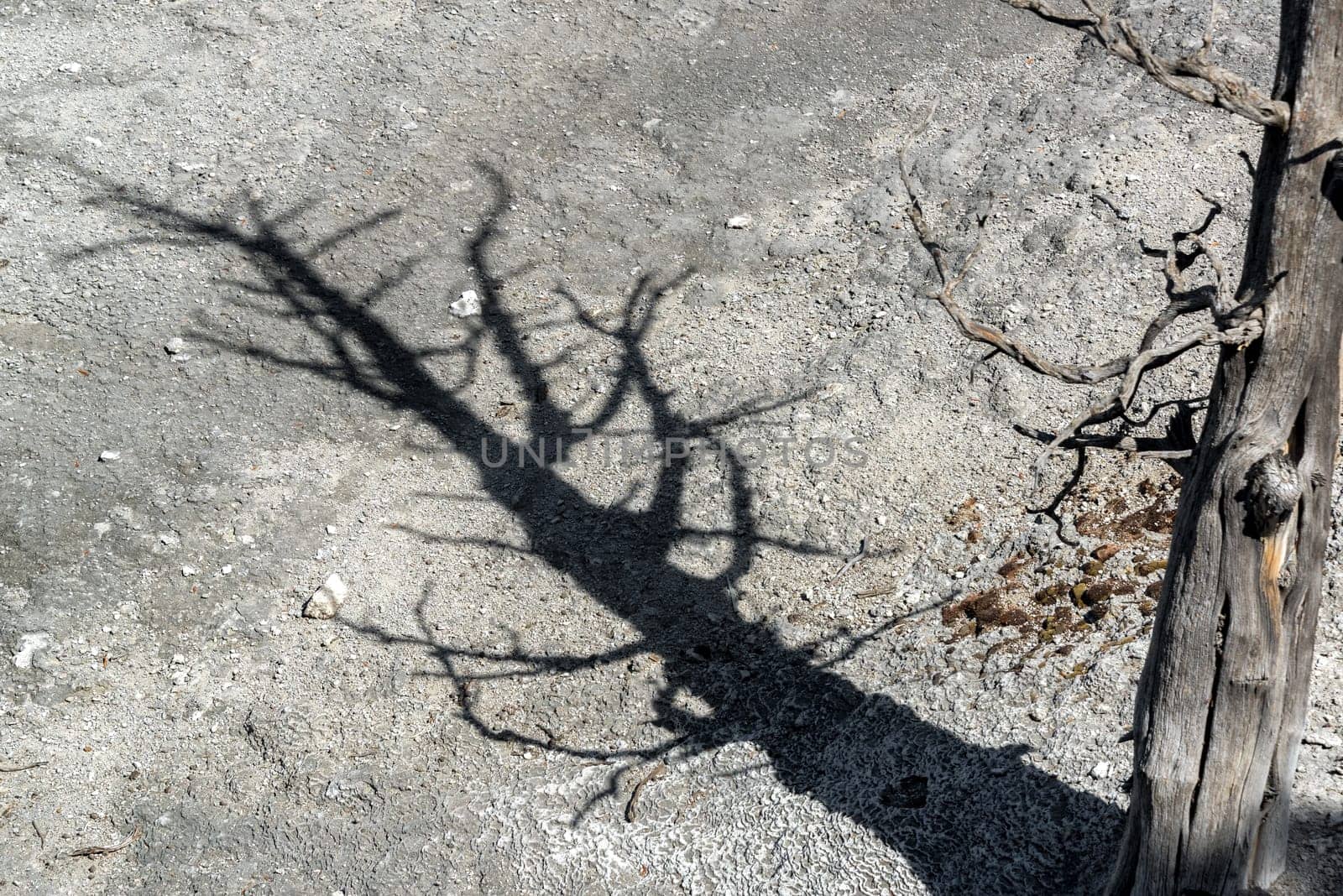 Dead tree casting a shadow in Mammoth Hot Springs in Yellowstone National Park